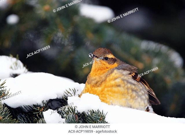 Varied thrush perched in tree in late spring snowfall, Canada
