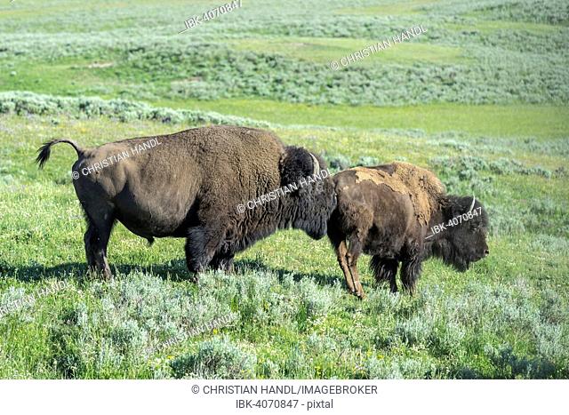 Two Bisons (Bison bison), Yellowstone National Park, Wyoming, United States