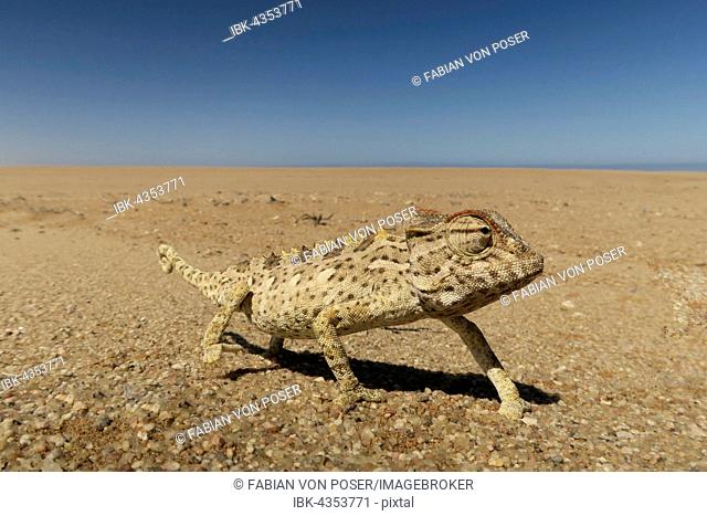 Namaqua Chameleon (Chamaeleo namaquensis), Namib Desert, Namibia