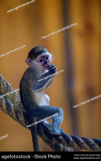 03 May 2021, Saxony-Anhalt, Magdeburg: The offspring of the vervet monkeys sits on a rope at Magdeburg Zoo. In spring, two animals of this primate species were...