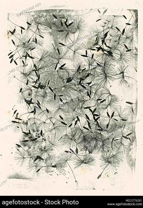 [Dandelion Seeds], 1858 or later., 1858 or later. Creator: William Henry Fox Talbot