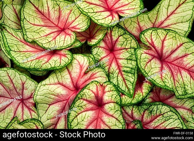 Close up of variegated Caladium leaves