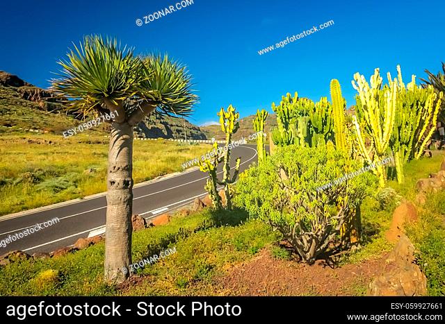 Mountain winding road through the La Gomera tropical landscape, Canary Islands, Spain