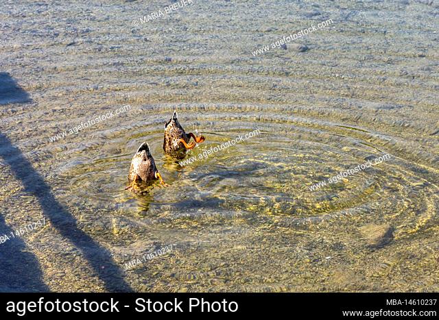 Two ducks upside down in the water looking for food, Schliersee, Bavarian Alps, County Miesbach, Bavaria, Germany, Europe