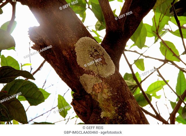 Tree fungus, Rio Grande do Norte, Brazil