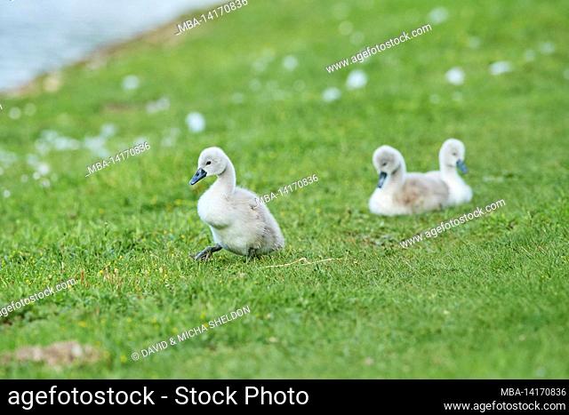 mute swan (cygnus olor) chick in a meadow, bavaria, germany