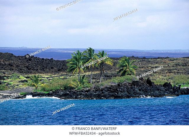Volcanic Coast with Palmtrees, Kona, Big Island, Hawaii, USA