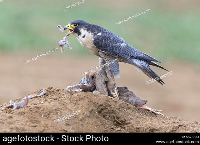 Peregrine falcon (Falco peregrinus) adult, feeding, plucking red-legged partridge (Alectoris rufa) prey, England, August (in captivity)