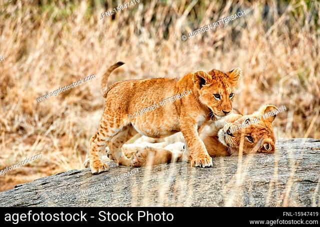 Two lion cubs, Panthera leo, Serengeti National Park, Tanzania, East Africa, Africa