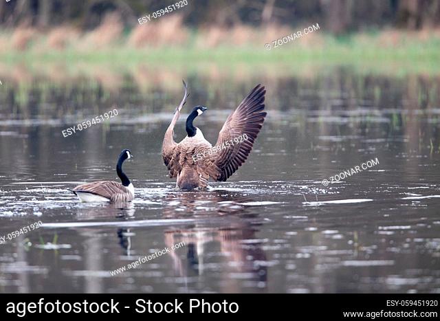 Zwei Kanadagänse (Branta canadensis) im Naturschutzgebiet Mönchbruch bei Frankfurt, Deutschland. Canada goose (Branta canadensis) in the nature protection area...
