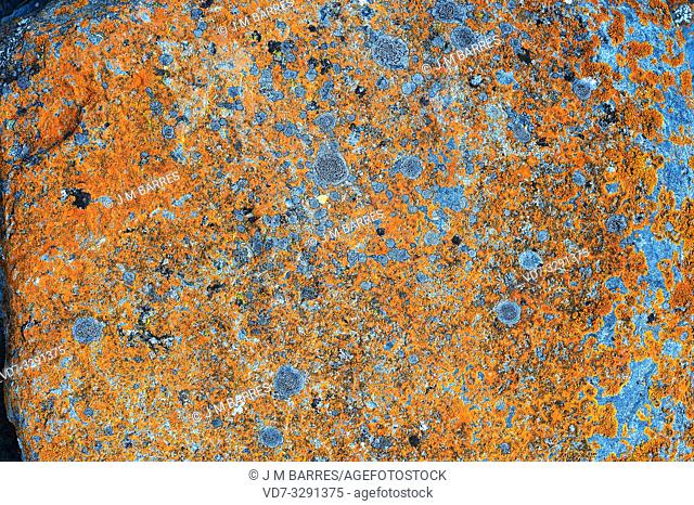 Xanthoria elegans (orange) and Porpiria crustulata (bluish grey) are two crustoses lichen that grows on siliceous rocks. This photo was taken in Areu