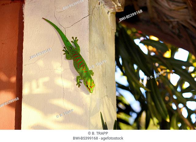 madagascar giant day gecko (Phelsuma madagascariensis grandis, Phelsuma grandis), climbs on a house wall, Madagascar, Diana