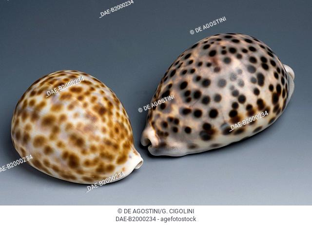 Tiger cowrie shells (Cypraea tigris), Littorinimorpha.  Private Collection