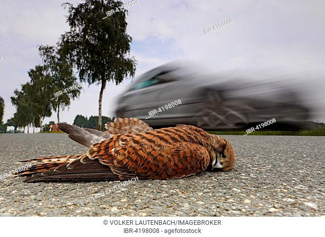 Dead common kestrel (Falco tinnunculus) on the road, roadkill, Middle Elbe Biosphere Reserve, Saxony-Anhalt, Germany
