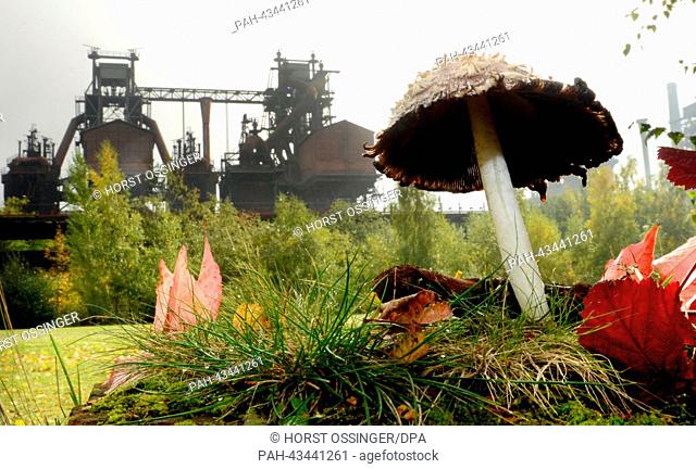 A mushroom stands in front of the blast furnaces of the former steelworks of Thyssen AG Duisburg-Meiderich in the Landscape Park in Duisburg, Germany