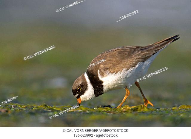 Semi-palmated Plover (Charadrius semipalmatus) feeding in early morning light at the West Pond of Jamaica Bay National Wildlife Refuge. USA