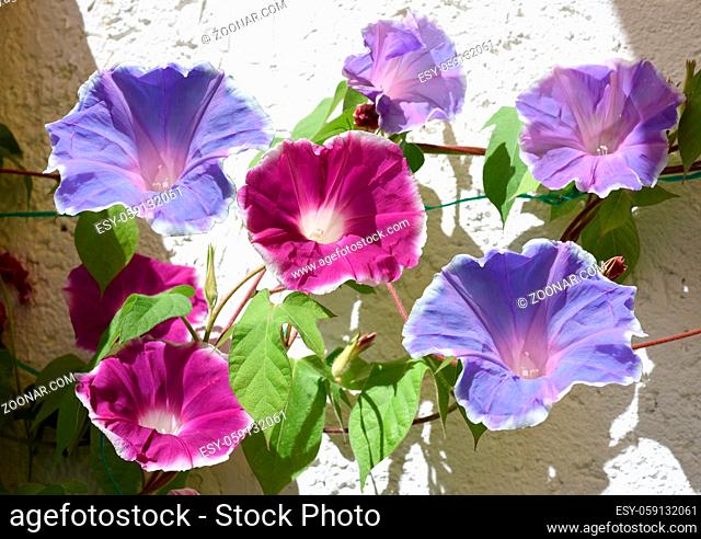 Trichterwinde, Dreifarbige Prunkwinde, Ipomoea purpurea, ist eine schoene Kletterpflanze mit verschiedenen farbigen, trichterfoermigen Blueten