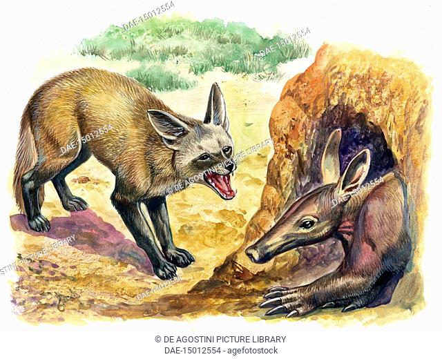 Bat-eared Fox (Otocyon megalotis) trying to get into a termite mound which was discovered by an aardvark (Orycteropus), illustration
