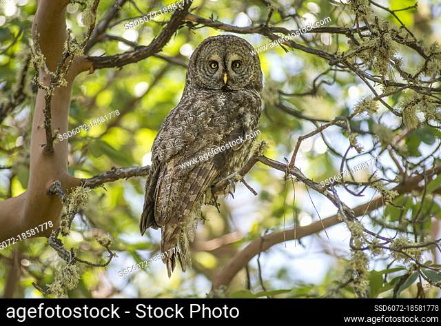 Portrait of adult great gray owl (Strix nebulosa) in madrone tree in southern Oregon