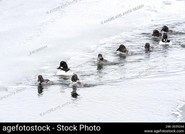 Barrow's Goldeneye (Bucephala islandica) group swimming in open water with ice and blizzard, Yellowstone national park, Wyoming, Montana, United states