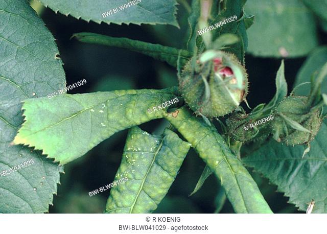 leaf-rolling rose sawfly Blennocampa pusilla, damage on roses