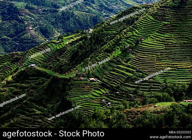 Rice terraces in the Cordilleras, north of Luzon, Philippines
