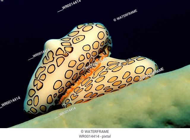 Flamingo Tongue Sea Slugs, Cyphoma gibbosum, Caribbean Sea, British Virgin Islands