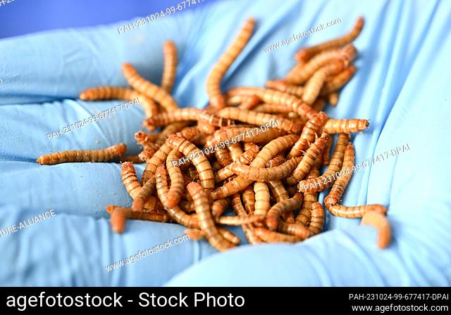 PRODUCTION - 18 October 2023, Baden-Württemberg, Bruchsal: Mealworms on the premises of the startup Alpha Protein. In Bruchsal
