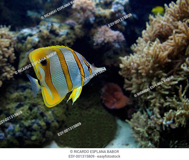 Copperbanded Butterfly fish