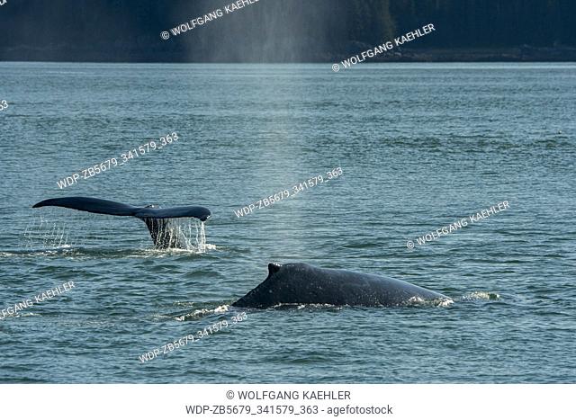 Humpback Whales diving to feed in the waters of Stephens Passage, a channel between Admiralty Island to the west and the Alaska mainland and Douglas Island to...