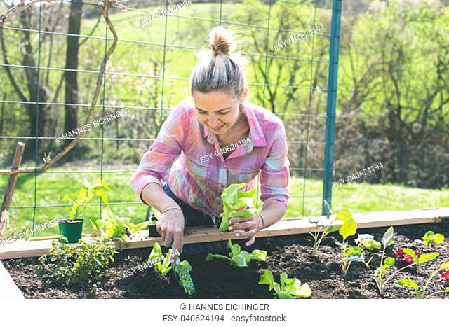 Young, pretty blond woman is planting vegetables in the garden in the raised bed