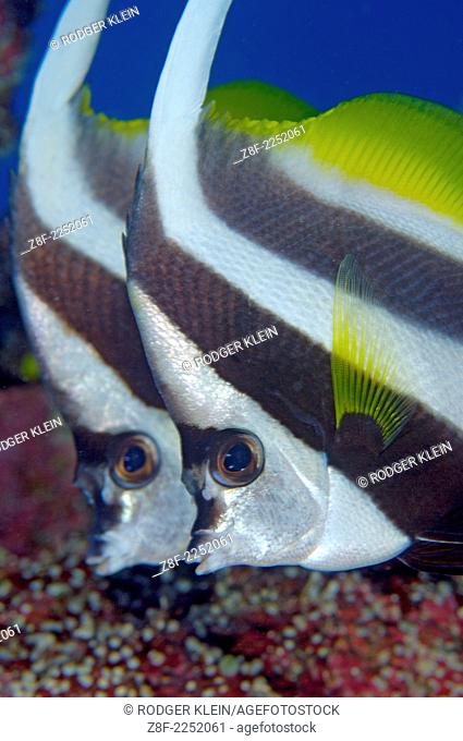 Reef bannerfish , Heniochus acuminatus