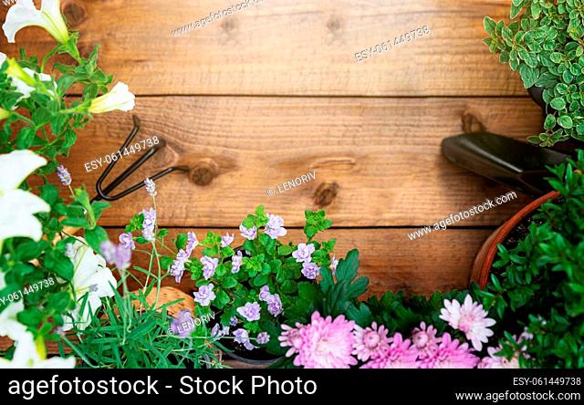 Top view on gardening, landscaping tools and equipment, different flowers and various herbs in pots on brown wood background flat lay