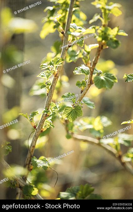 Ribes Nigrum Or Black Currant. Young Spring Green Leaf Leaves Growing In Bush Plant. Young Lush On Shrub In Vegetable Garden
