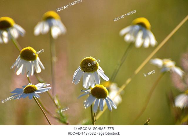 Chamomile, Matricaria chamomilla, Ortelsbruch, Ortel Marsh, Germany, Rheinland-Palatinate, Hunsrueck