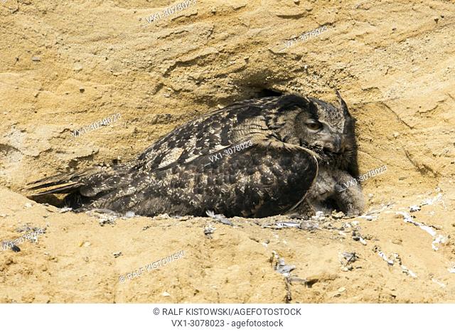 Eurasian Eagle Owl ( Bubo bubo ) adult gathering its chicks, in a sand pit, wildlife, Europe