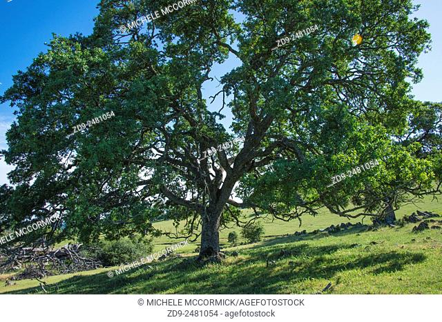 Majestic oaks highlight a California landscape