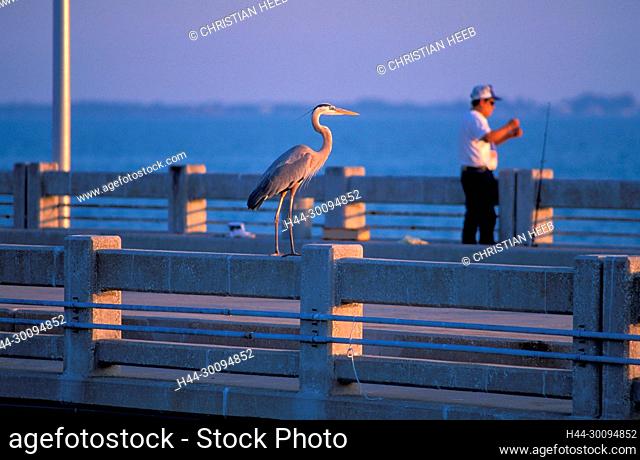 USA, Florida, Pinellas County, St.Petersburg, Great blue heron and fisherman, Ardea herodias