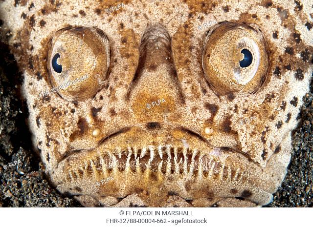 Marbled Stargazer (Uranoscopus bicinctus) adult, close-up of head, buried in black sand, Lembeh Straits, Sulawesi, Sunda Islands, Indonesia, May