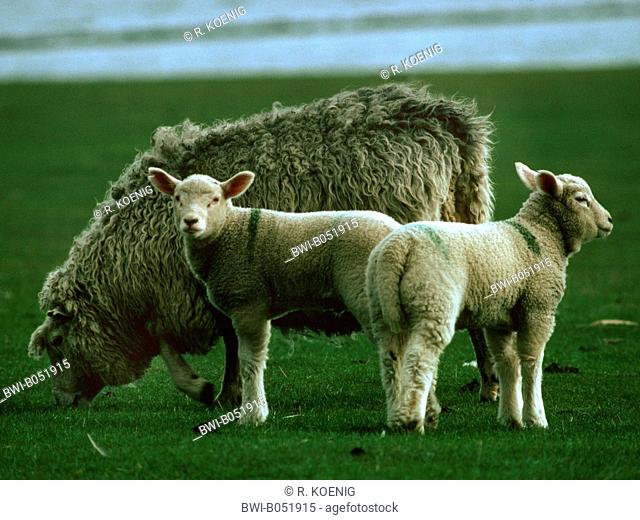 domestic sheep (Ovis ammon f. aries), breed of meat sheep, ewe with two lambs, Germany, Northern Frisia