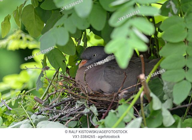 Wood Pigeon (Columba palumbus) nesting, breeding, sitting on eggs, hatching, hidden in a tree, very careful and secretive, Europe