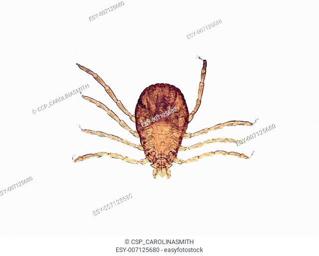 Microscope - Tick (Rhipicephalus sanguineus)