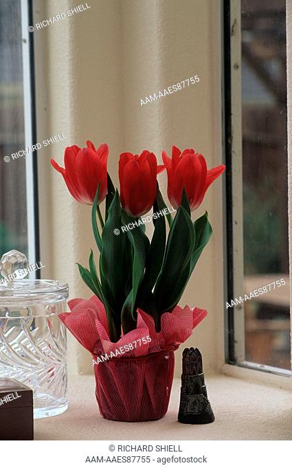 Tulips flowering indoors (Tulipa Dreamland) on window sill - Bakersfield CA
