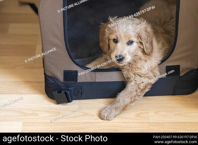 04 April 2020, Saxony-Anhalt, Magdeburg: A mini goldendoodle, a mixture of golden retriever and toy poodle, crawls out of a carrying box