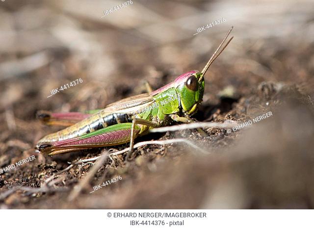 The meadow grasshopper (Chorthippus parallelus), Emsland, Lower Saxony, Germany