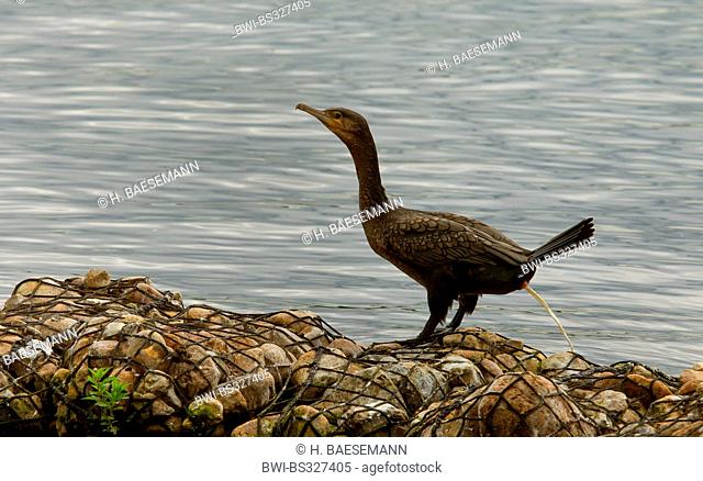 great cormorant (Phalacrocorax carbo), has a shit in the Alster, Germany, Hamburg