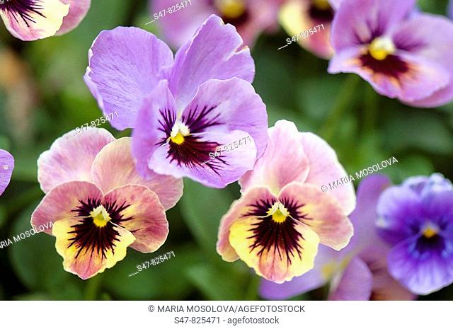 Pansy Flowers. Viola x wittrockiana
