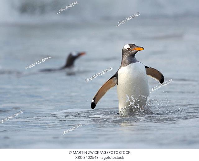 Coming ashore on a sandy beach. Gentoo Penguin (Pygoscelis papua) in the Falkland Islands. South America, Falkland, January