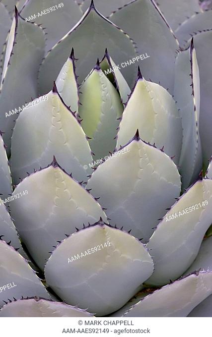 Agave Plant (botanical garden specimen)