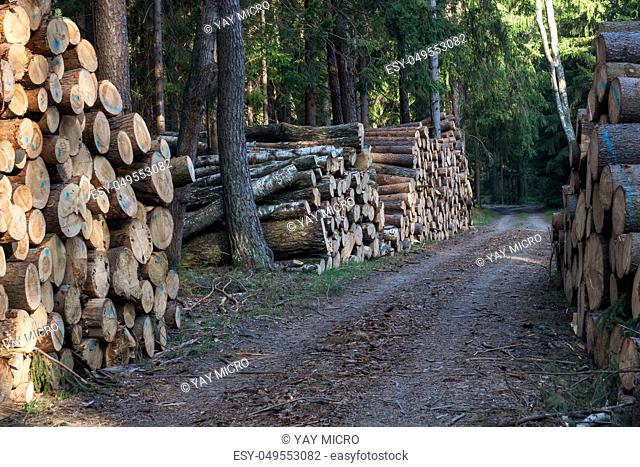 A big pile of wood in a forest road